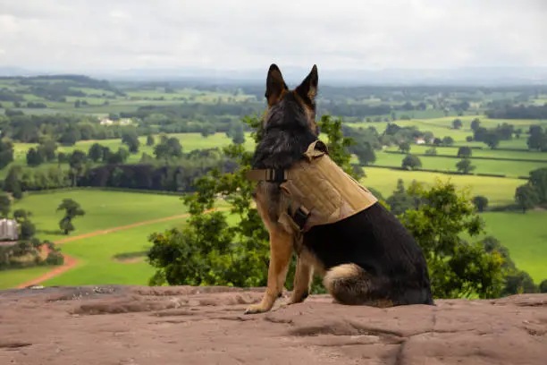 Tactical Dog Gear for Outdoor Adventures: The Essential Guide