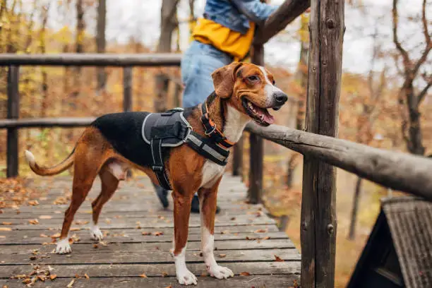 tactical dog gear